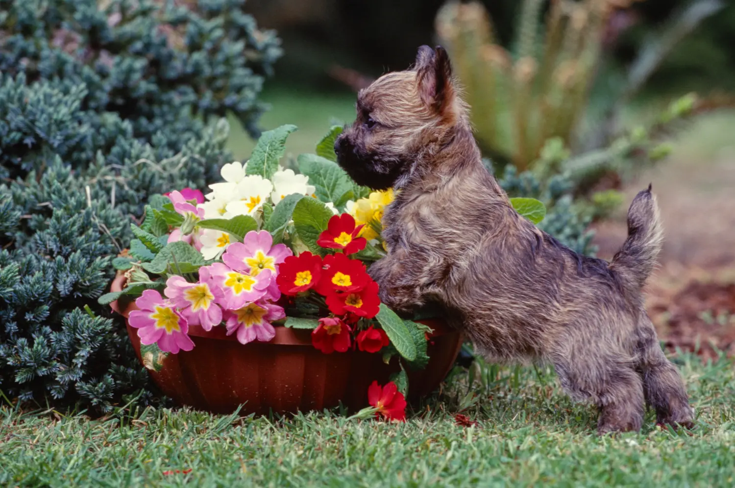 Acheter un chiot Cairn Terrier, c'est prendre ses responsabilités ! Acheter un chiot Cairn Terrier.