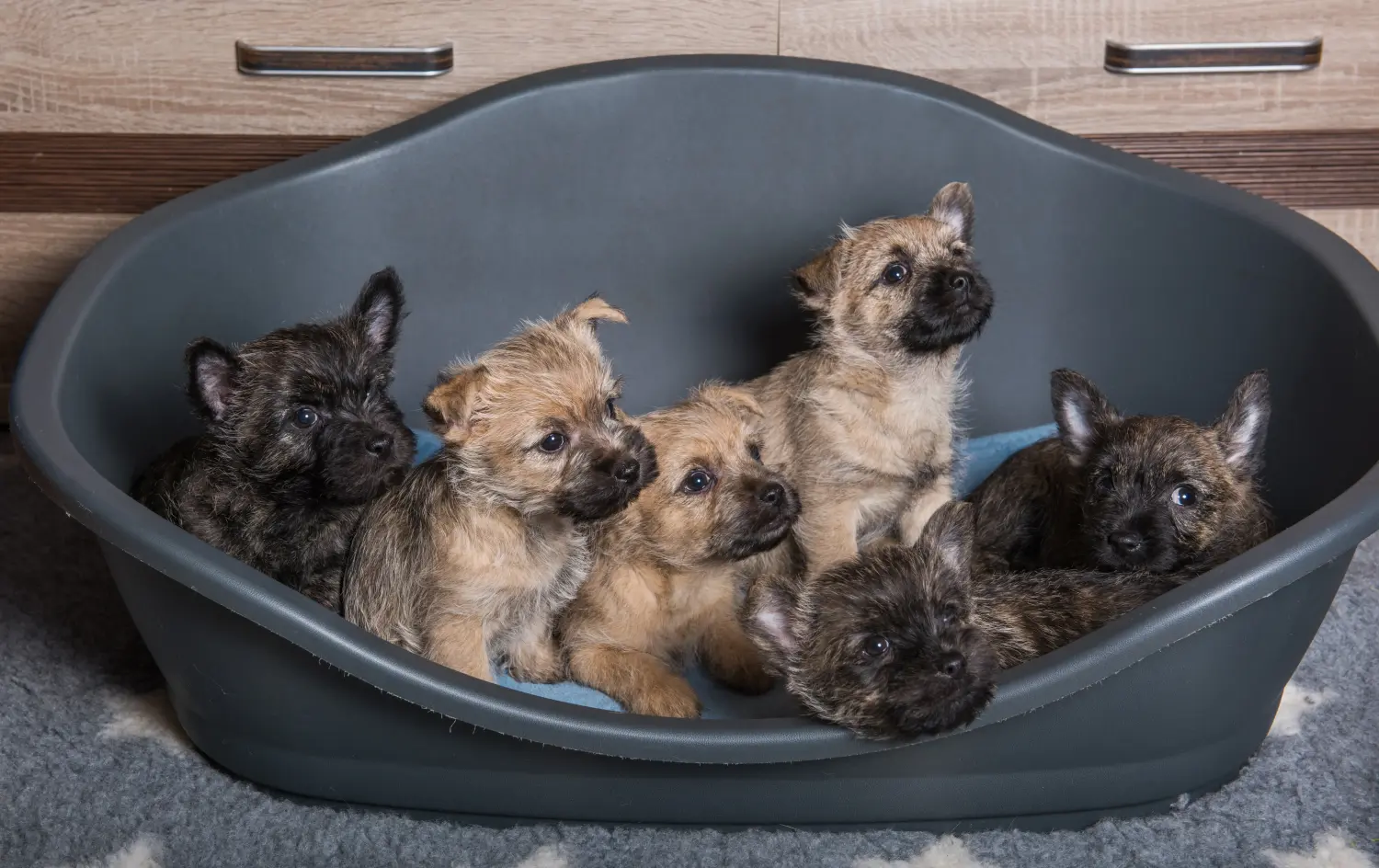 Acheter un chiot Cairn Terrier, c'est prendre ses responsabilités ! Acheter un chiot Cairn Terrier.