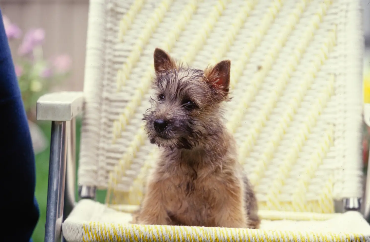 Acheter un chiot Cairn Terrier, c'est prendre ses responsabilités ! Acheter un chiot Cairn Terrier.