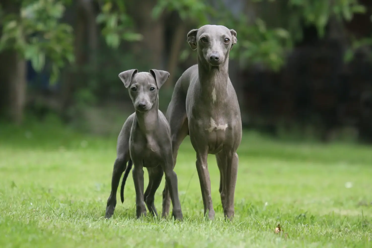 Acheter un chiot Lévrier italien, c'est prendre ses responsabilités ! Acheter des chiots carillons italiens.