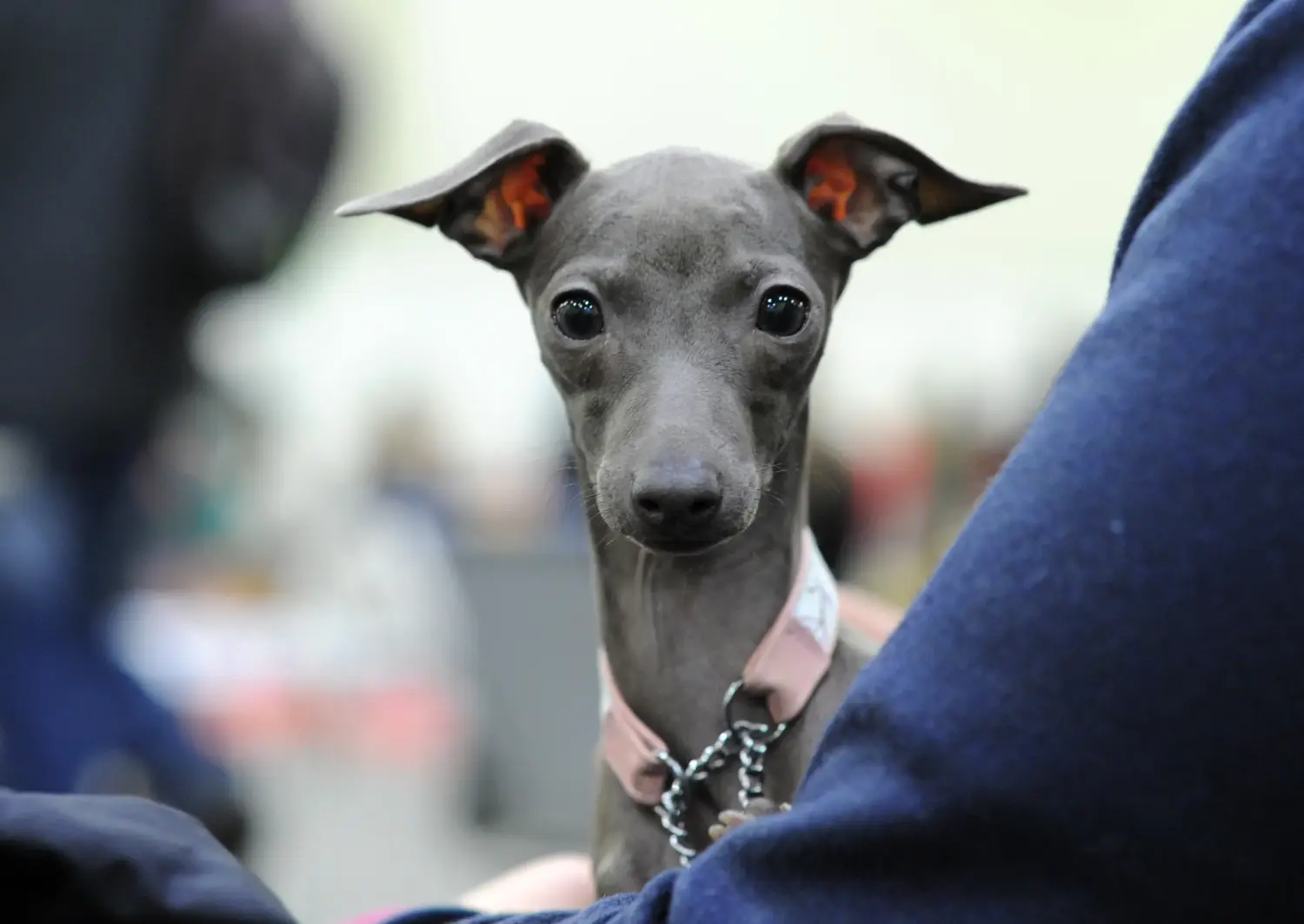 Acheter un chiot Lévrier italien, c'est prendre ses responsabilités ! Acheter des chiots carillons italiens.