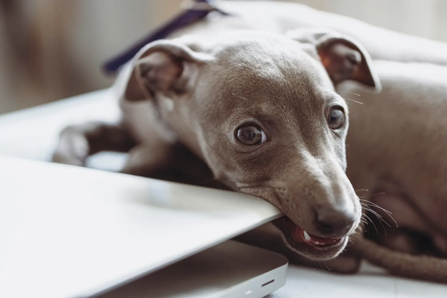 Acheter un chiot Lévrier italien, c'est prendre ses responsabilités ! Acheter des chiots carillons italiens.