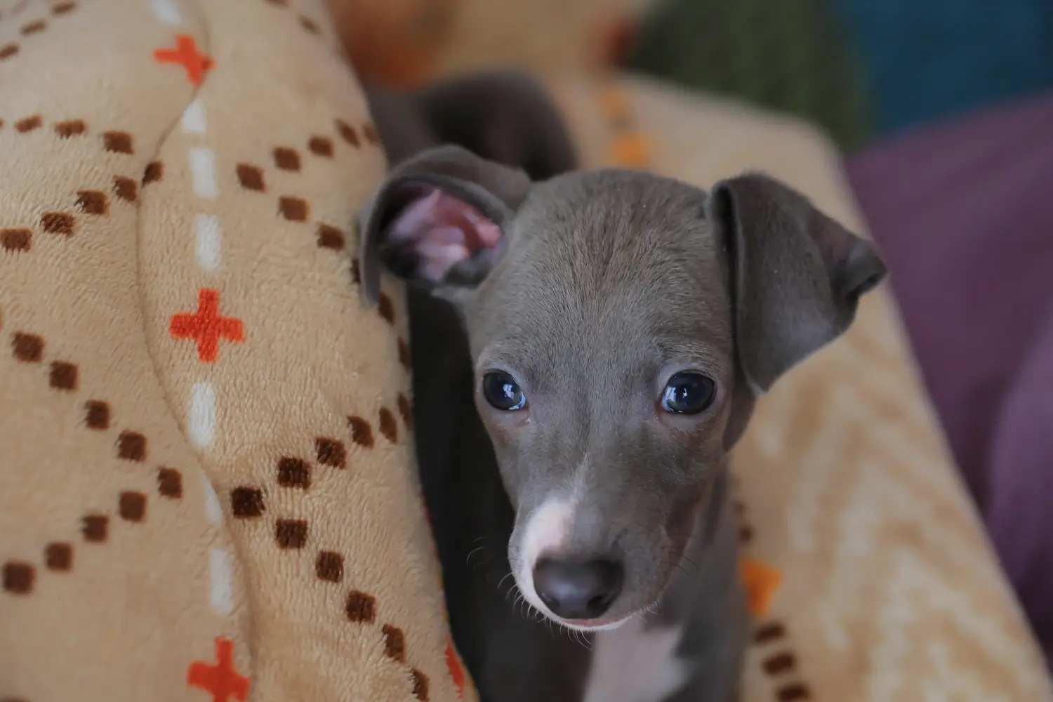 Acheter un chiot Lévrier italien, c'est prendre ses responsabilités ! Acheter des chiots carillons italiens.