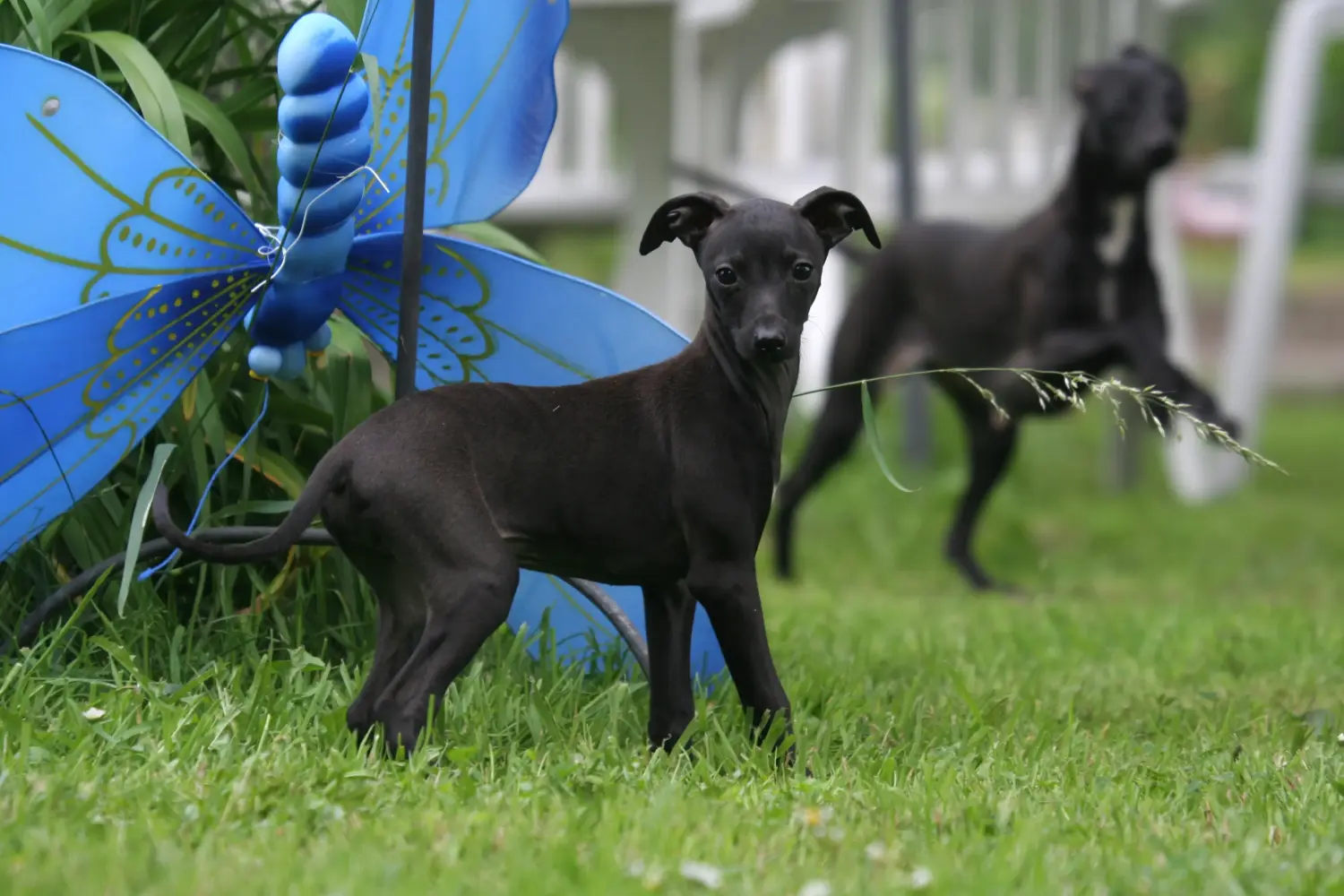 Acheter un chiot Lévrier italien, c'est prendre ses responsabilités ! Acheter des chiots carillons italiens.