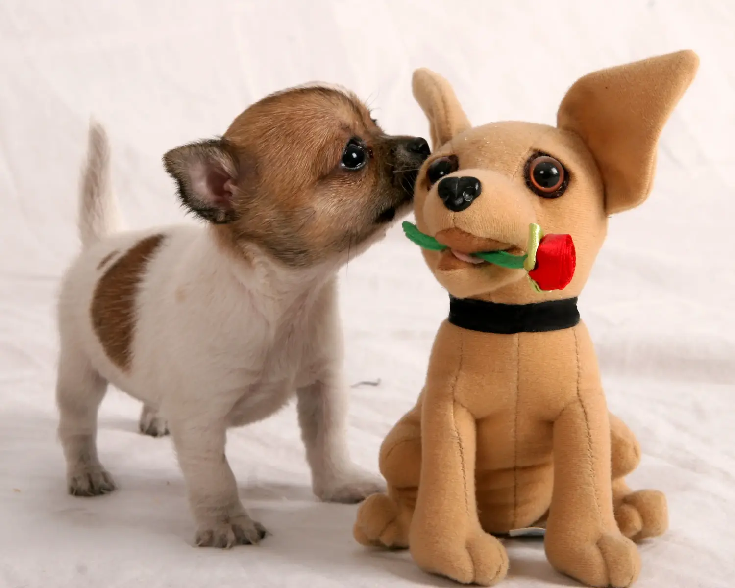 Acheter un chiot chihuahua, c'est prendre ses responsabilités ! Acheter des chiots chihuahua.