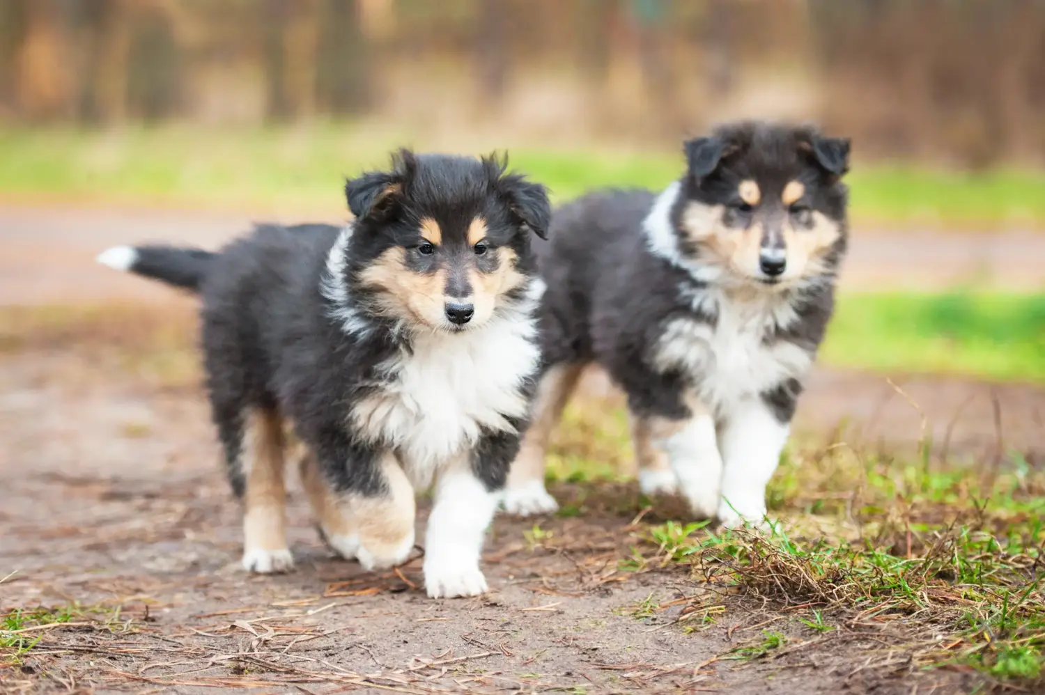 Acheter un chiot colley, c'est prendre ses responsabilités ! Acheter un chiot colley.