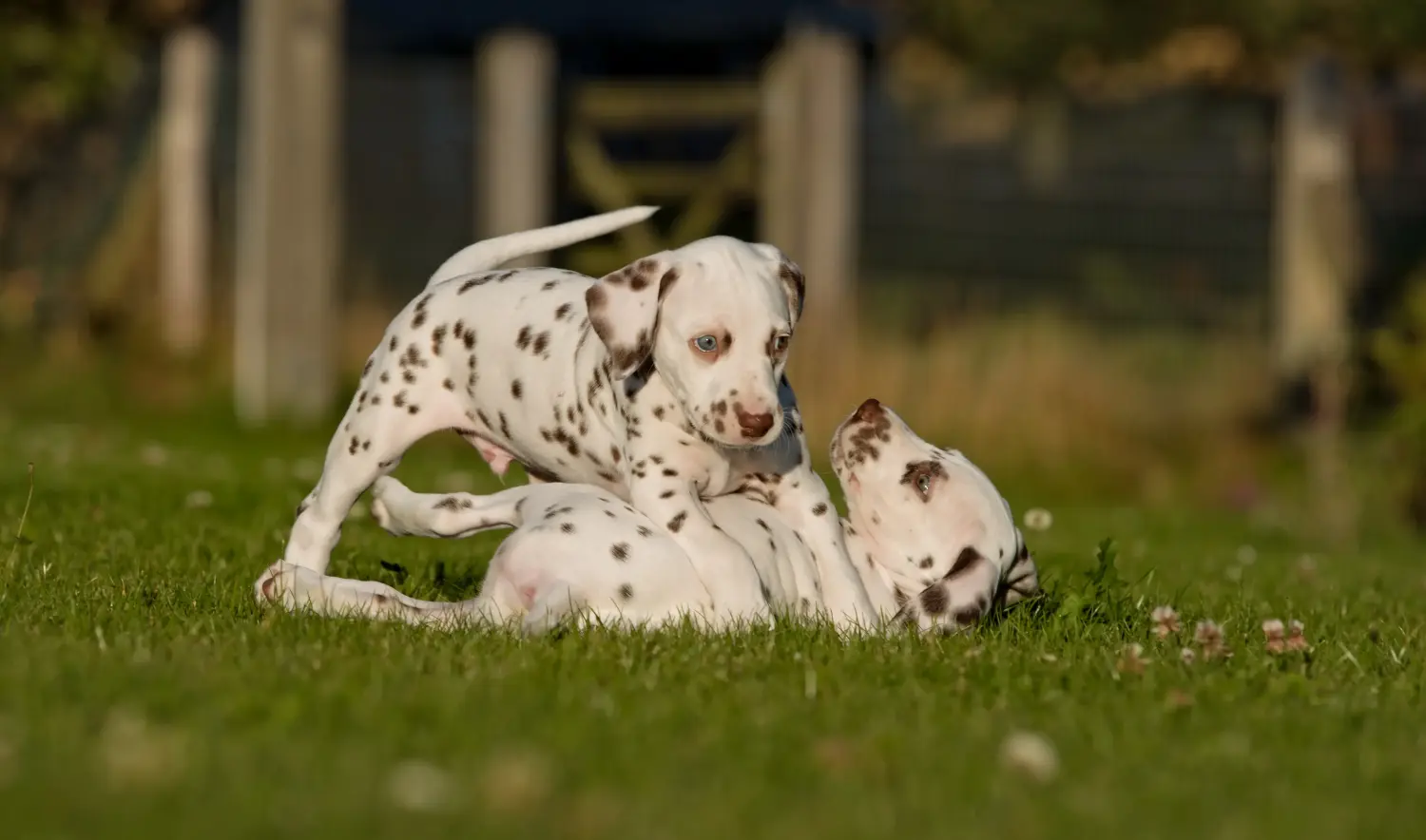 Acheter un chiot dalmatien, c'est prendre des responsabilités ! Acheter des chiots dalmatiens.