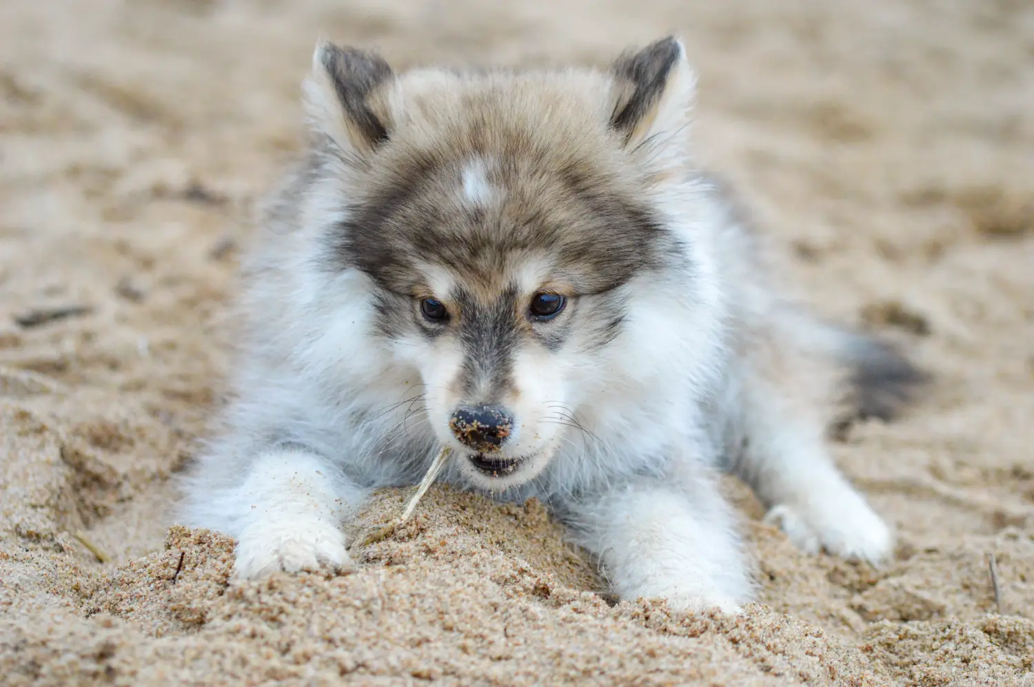 Acheter un chiot finlandais, c'est prendre ses responsabilités ! Acheter un chiot finlandais.