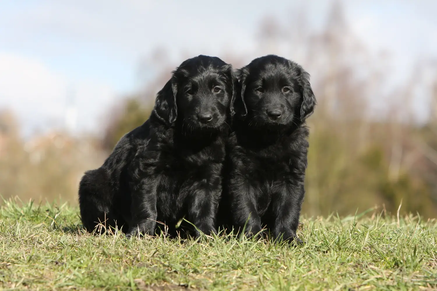 Acheter un chiot Flat Coated Retriever, c'est prendre ses responsabilités ! Acheter un chiot Flat Coated Retriever.