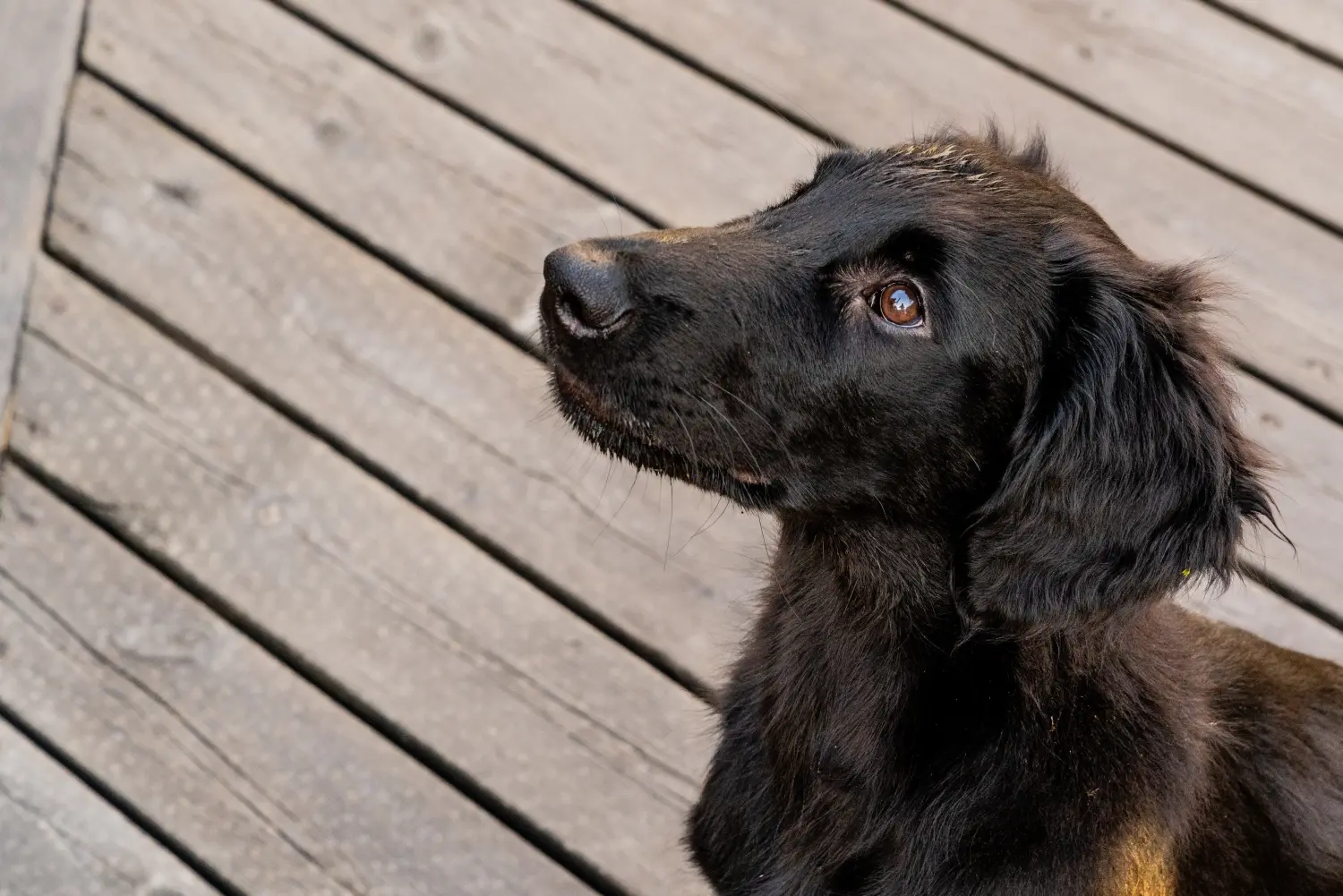 Acheter un chiot Flat Coated Retriever, c'est prendre ses responsabilités ! Acheter un chiot Flat Coated Retriever.