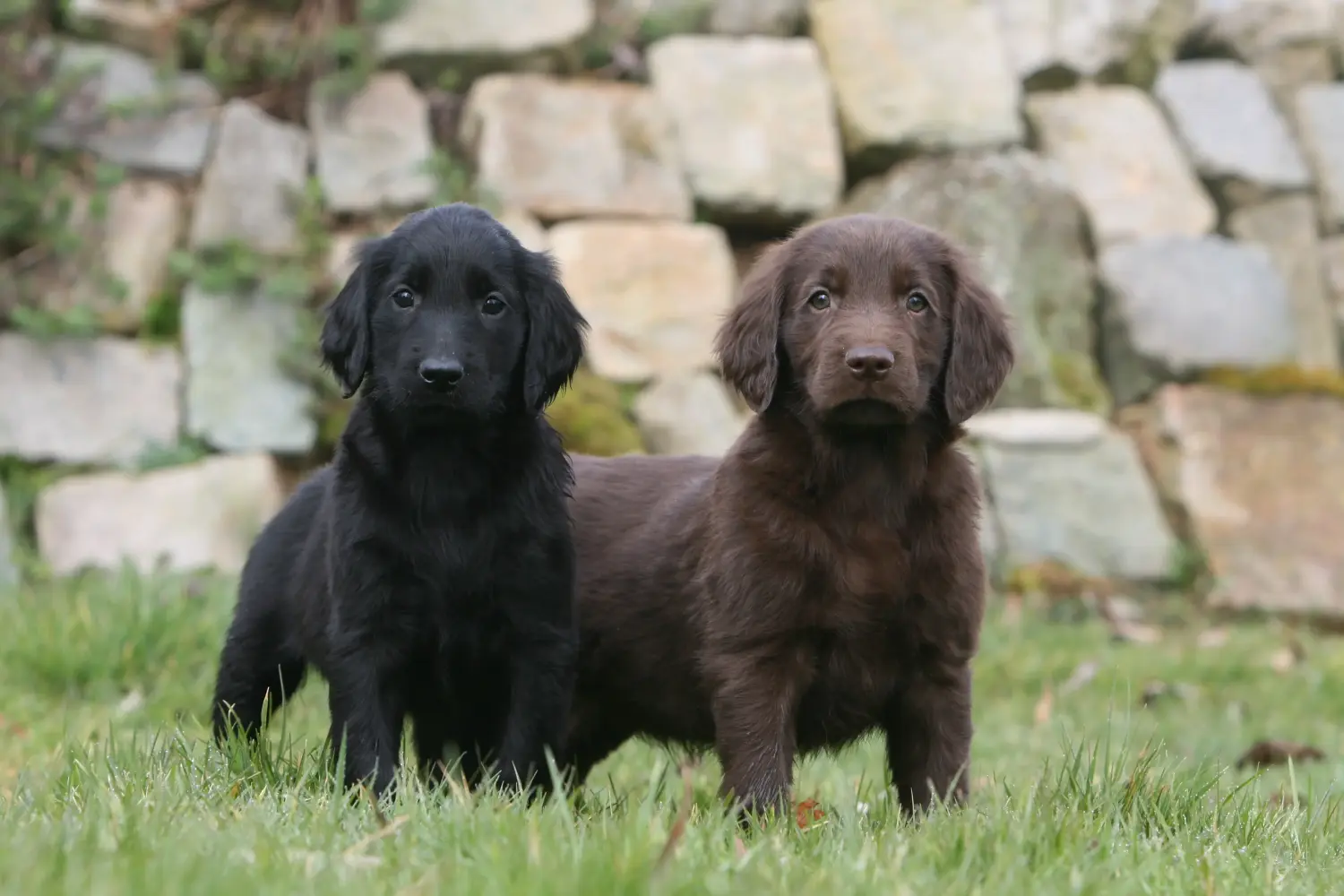 Acheter un chiot Flat Coated Retriever, c'est prendre ses responsabilités ! Acheter un chiot Flat Coated Retriever.