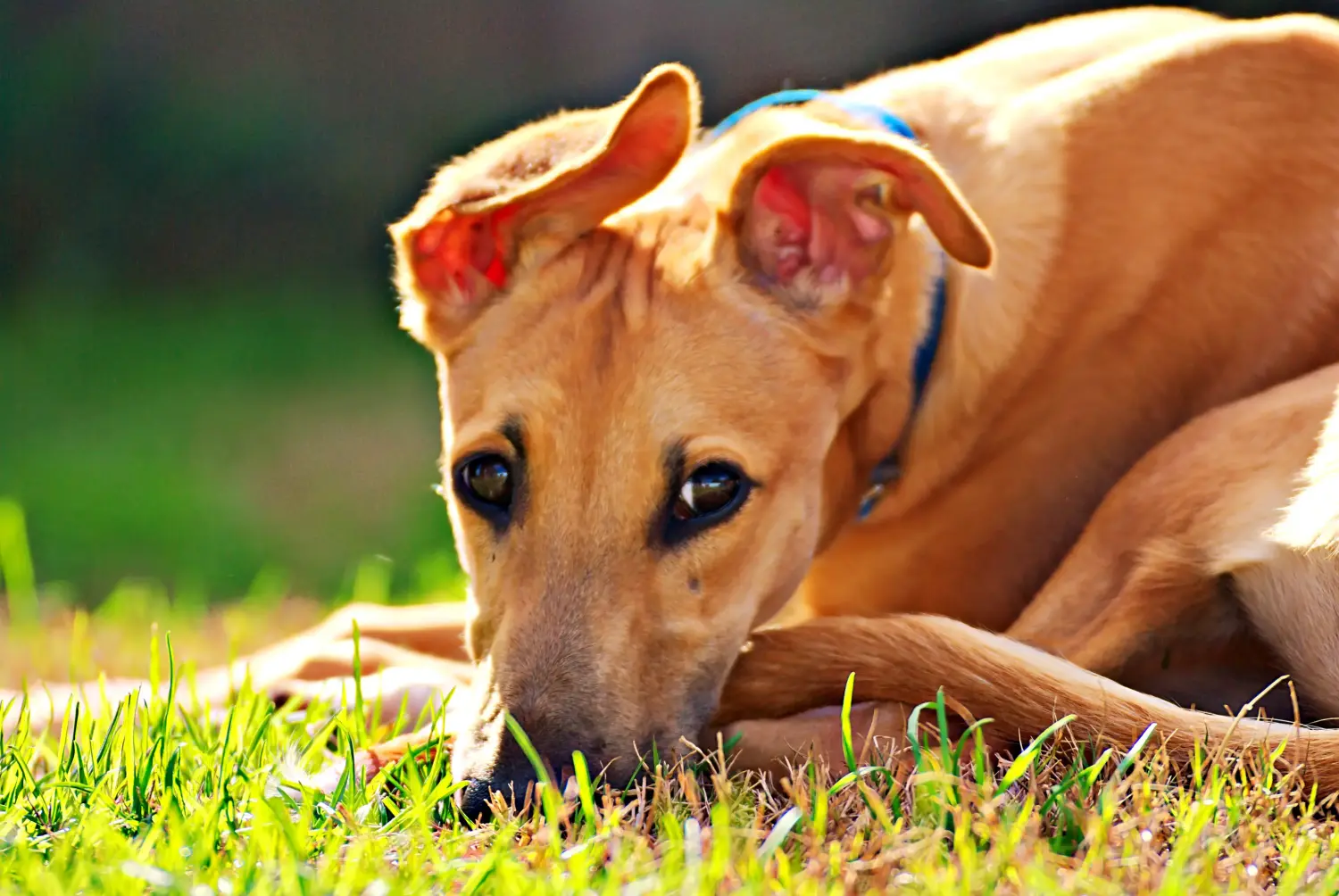 Acheter un chiot Greyhound, c'est prendre ses responsabilités ! Acheter des chiots Greyhound.