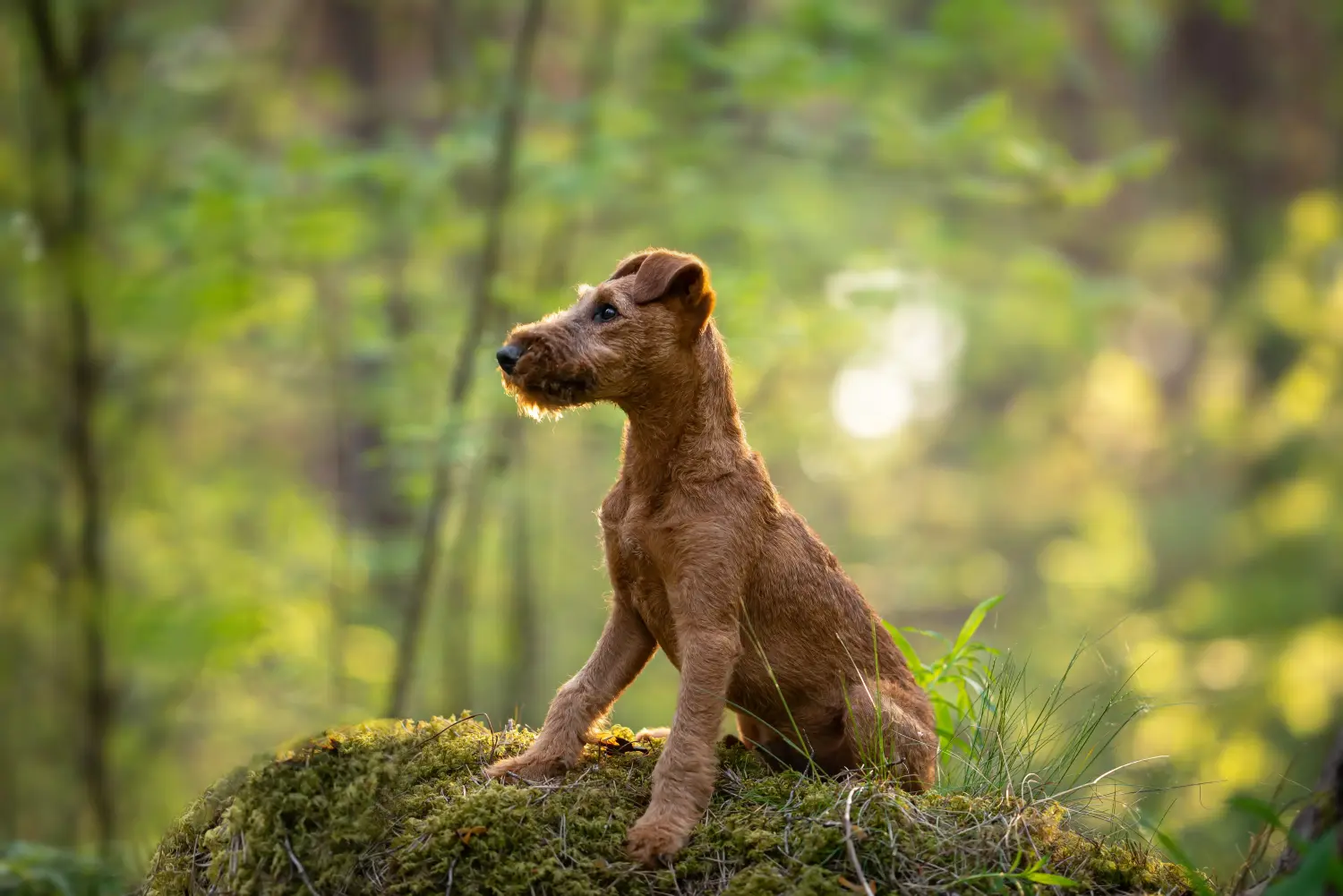 Acheter un chiot Irish Terrier, c'est prendre ses responsabilités ! Acheter des chiots Irish Terrier.