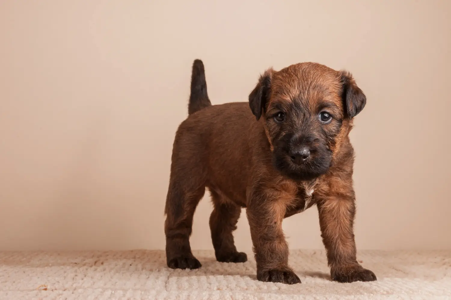 Acheter un chiot Irish Terrier, c'est prendre ses responsabilités ! Acheter des chiots Irish Terrier.