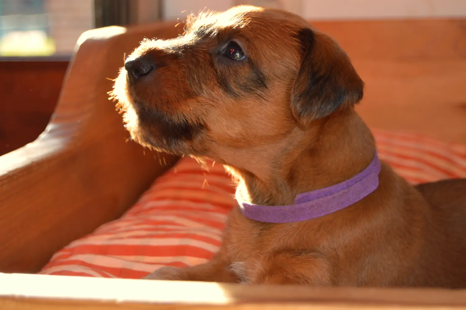 Acheter un chiot Irish Terrier, c'est prendre ses responsabilités ! Acheter des chiots Irish Terrier.