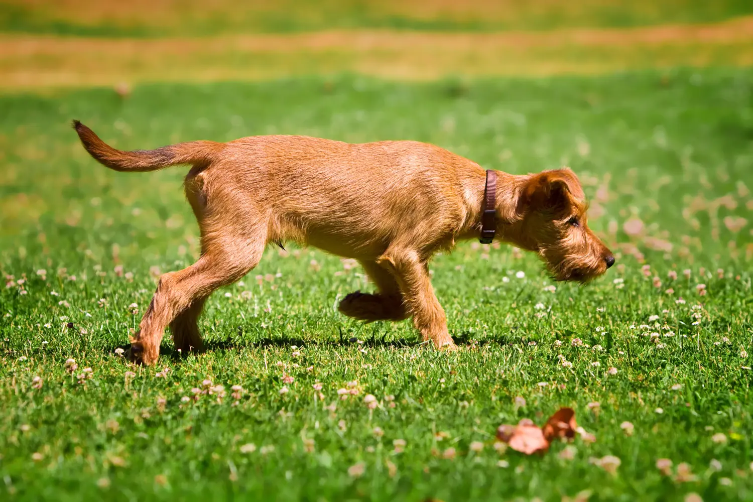 Acheter un chiot Irish Terrier, c'est prendre ses responsabilités ! Acheter des chiots Irish Terrier.