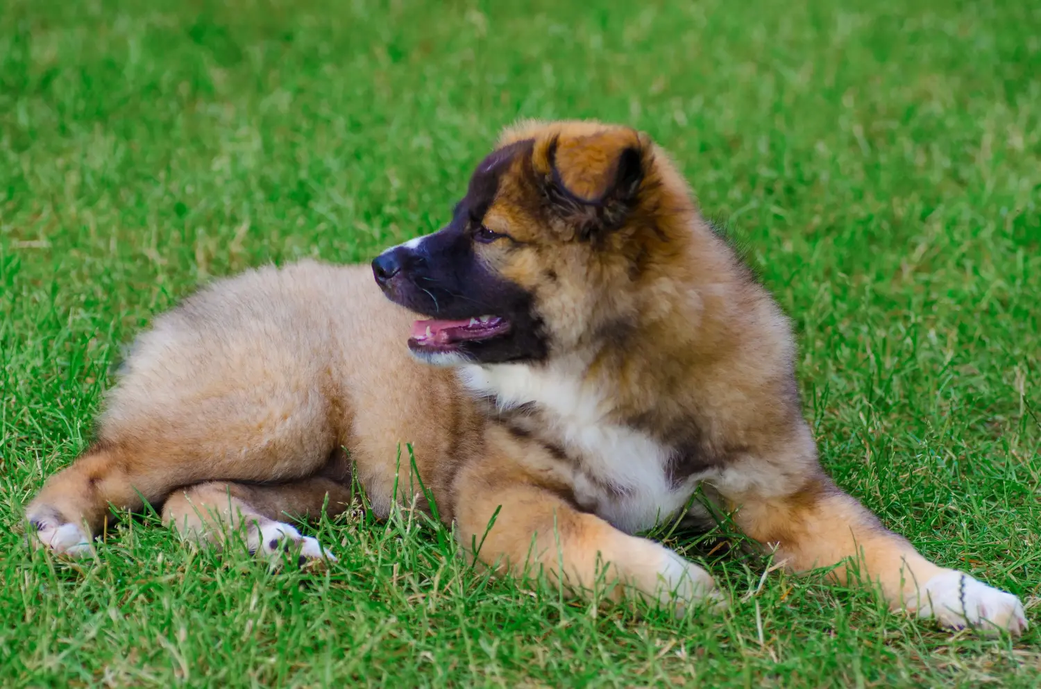 Acheter un chiot islandais, c'est prendre ses responsabilités ! Acheter un chiot chien islandais.