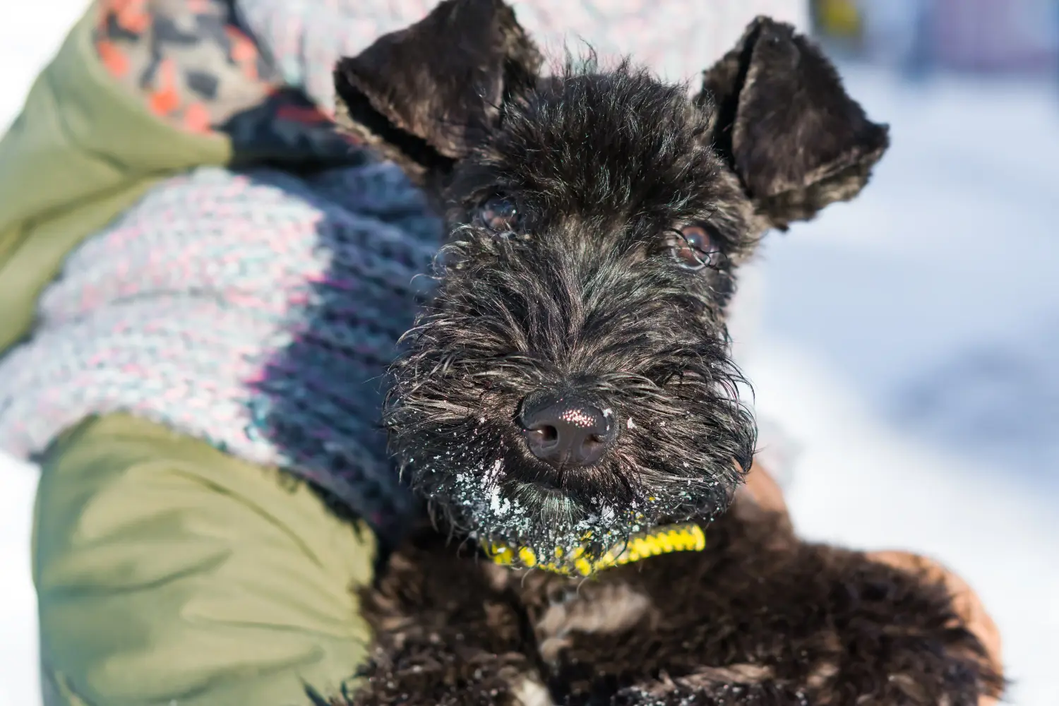 Acheter un chiot Kerry Blue Terrier, c'est prendre ses responsabilités ! Acheter un chiot Kerry Blue Terrier.