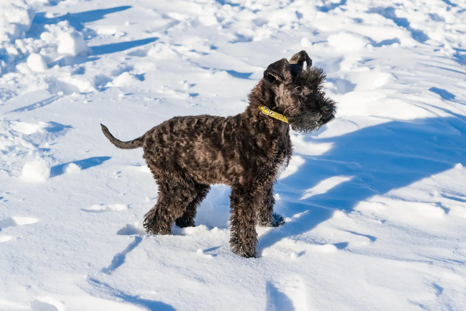 Acheter un chiot Kerry Blue Terrier, c'est prendre ses responsabilités ! Acheter un chiot Kerry Blue Terrier.
