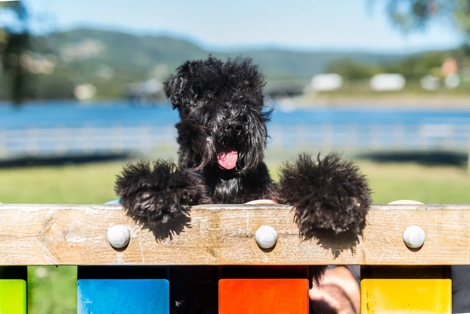 Acheter un chiot Kerry Blue Terrier, c'est prendre ses responsabilités ! Acheter un chiot Kerry Blue Terrier.