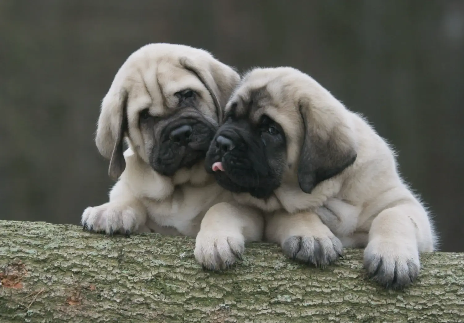 Acheter un chiot Mastiff, c'est prendre ses responsabilités ! Acheter des chiots Mastiff.