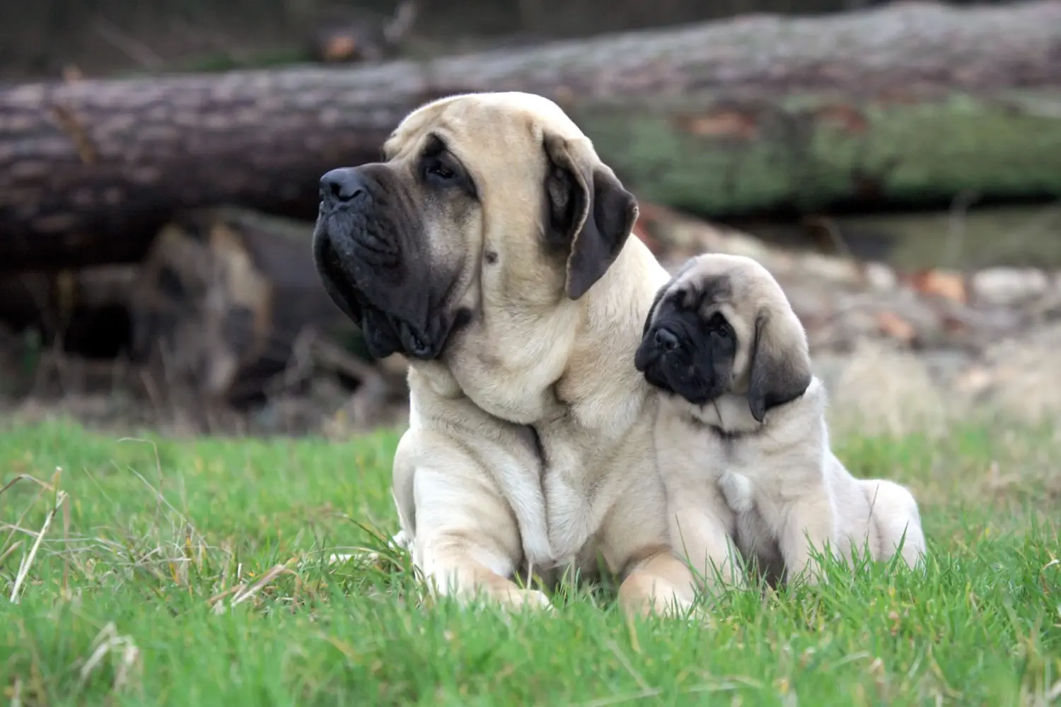 Acheter un chiot Mastiff, c'est prendre ses responsabilités ! Acheter des chiots Mastiff.