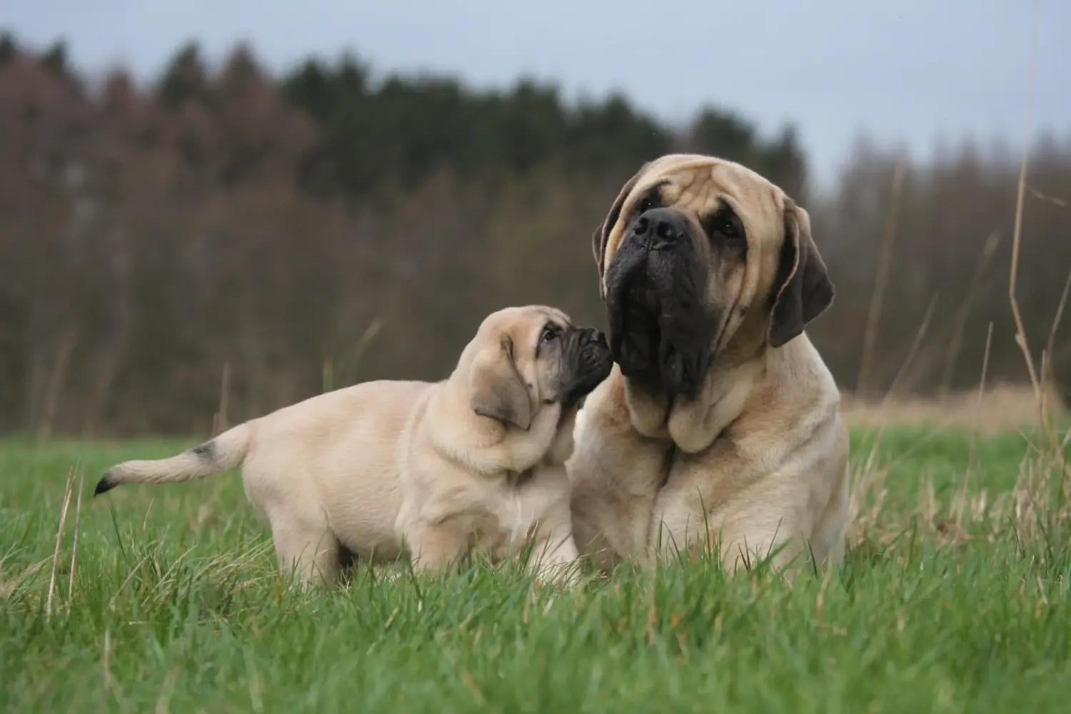 Acheter un chiot Mastiff, c'est prendre ses responsabilités ! Acheter des chiots Mastiff.