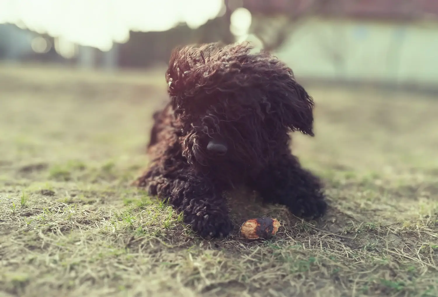Acheter un chiot puli, c'est prendre ses responsabilités ! Acheter des chiots Puli.