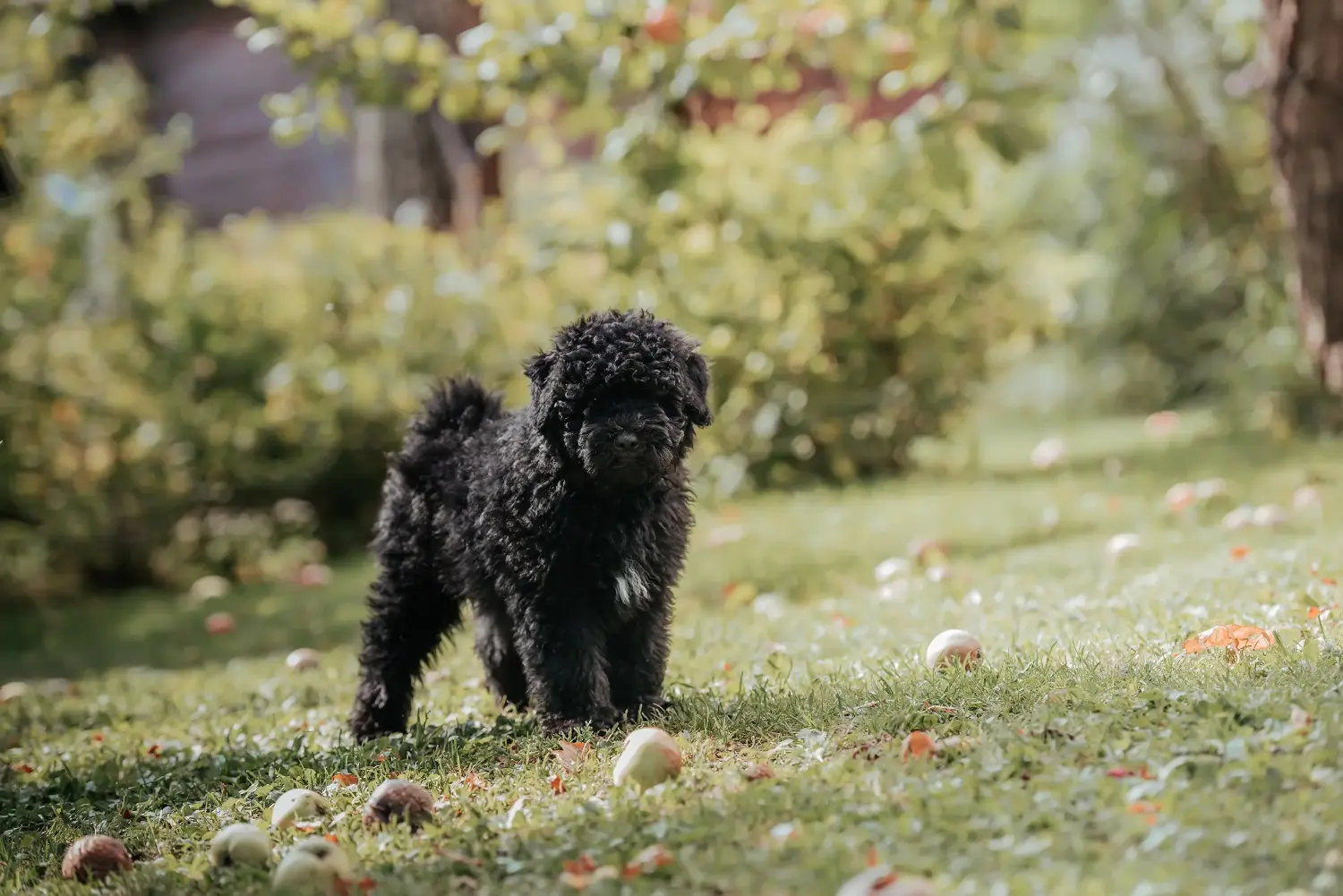 Acheter un chiot puli, c'est prendre ses responsabilités ! Acheter des chiots Puli.