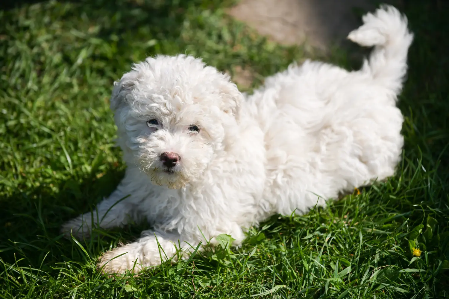 Acheter un chiot puli, c'est prendre ses responsabilités ! Acheter des chiots Puli.