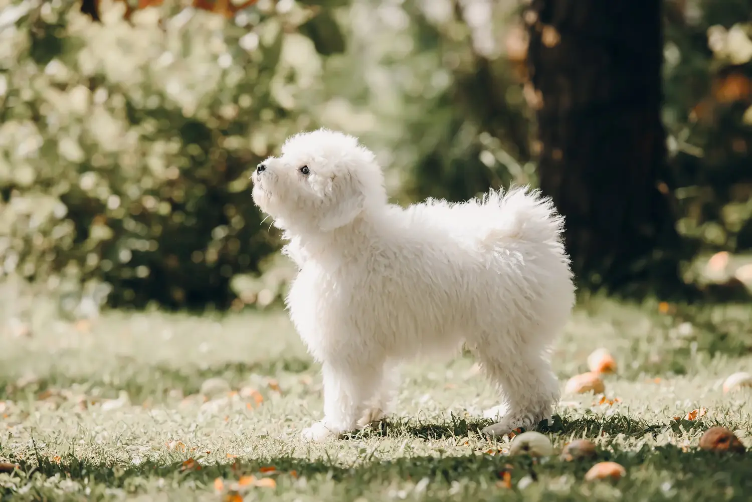 Acheter un chiot puli, c'est prendre ses responsabilités ! Acheter des chiots Puli.