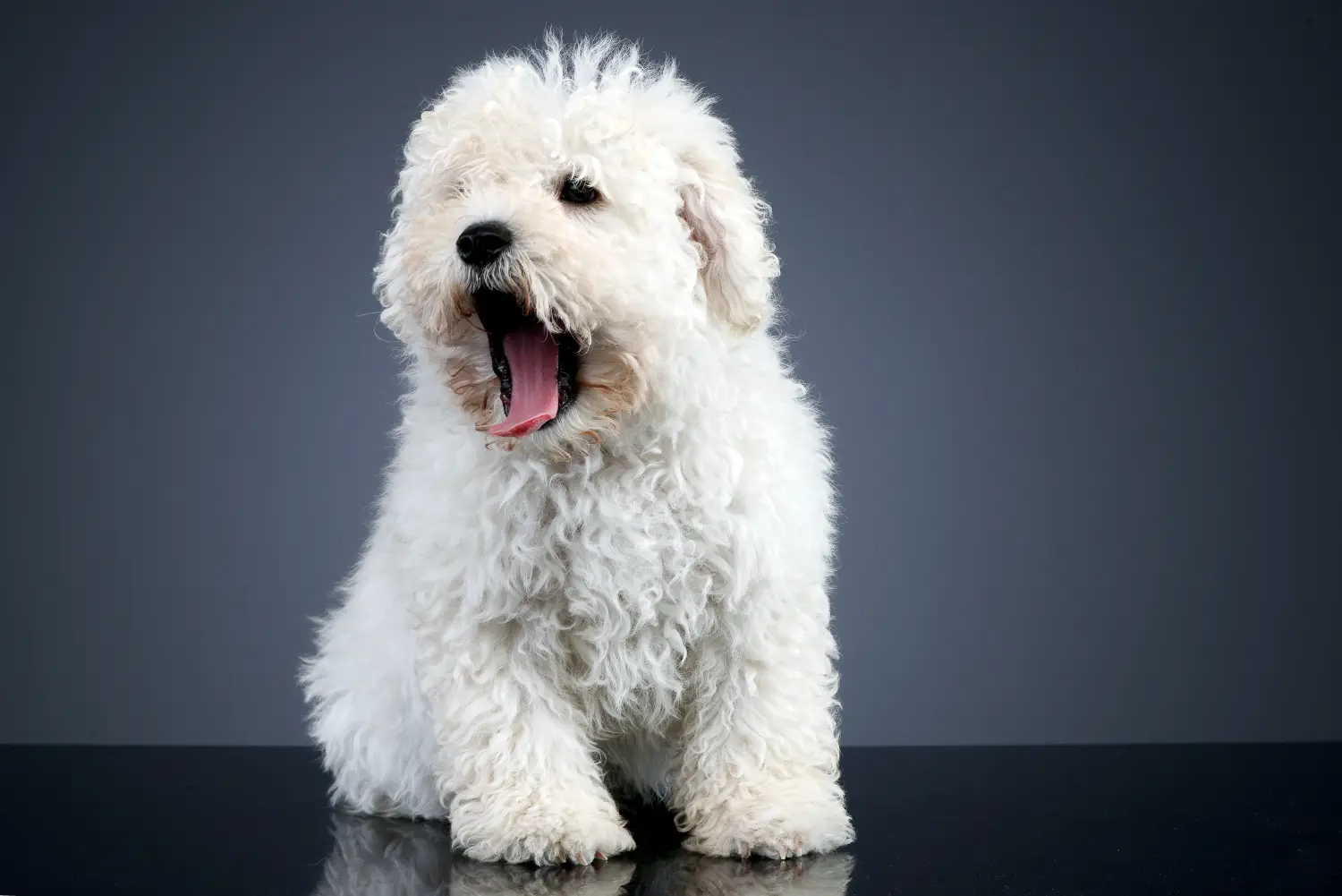 Acheter un chiot puli, c'est prendre ses responsabilités ! Acheter des chiots Puli.