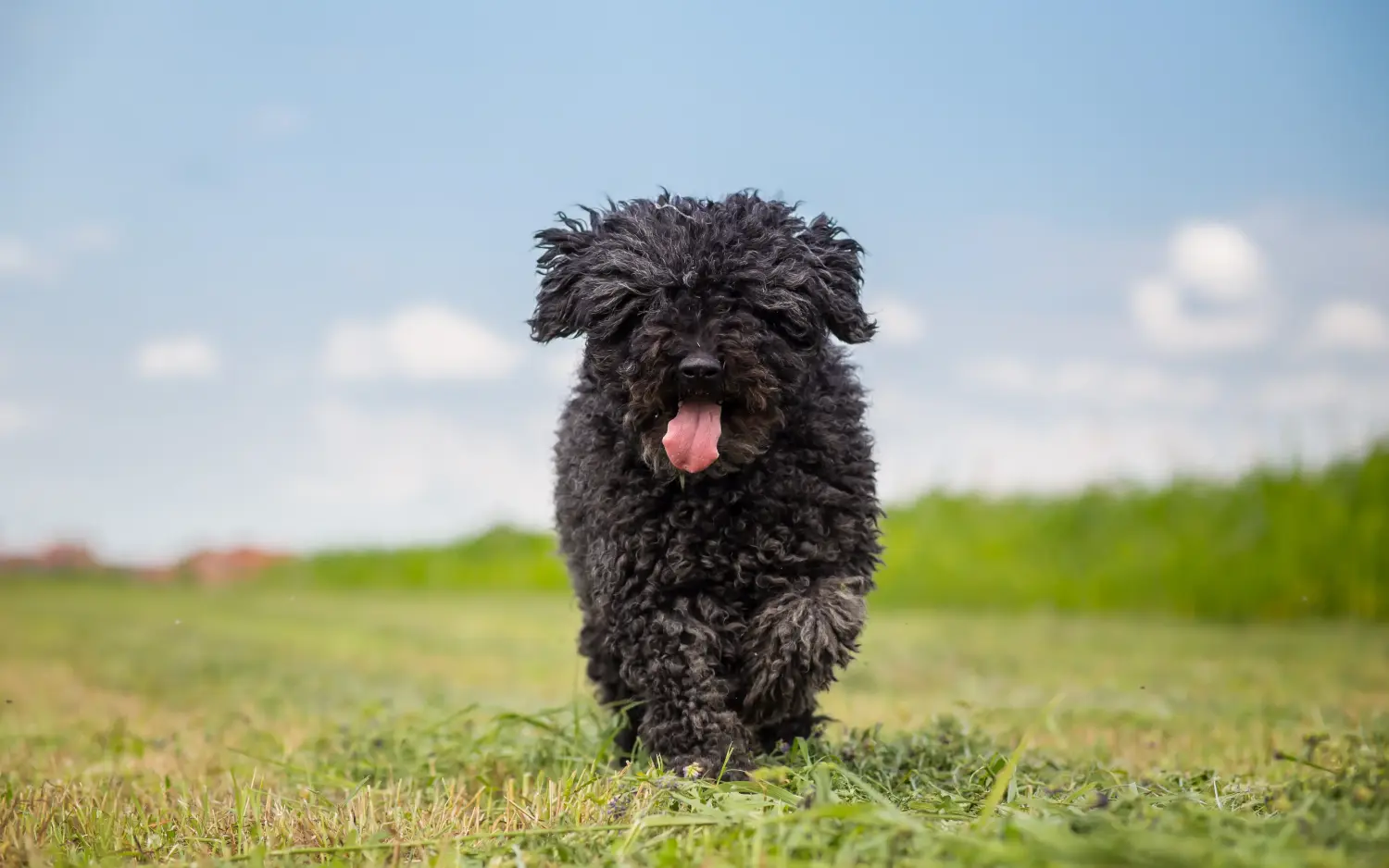 Acheter un chiot puli, c'est prendre ses responsabilités ! Acheter des chiots Puli.