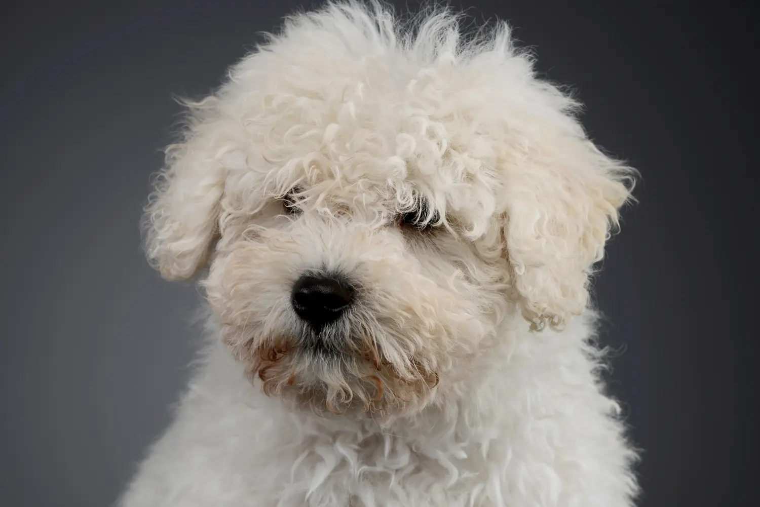 Acheter un chiot puli, c'est prendre ses responsabilités ! Acheter des chiots Puli.