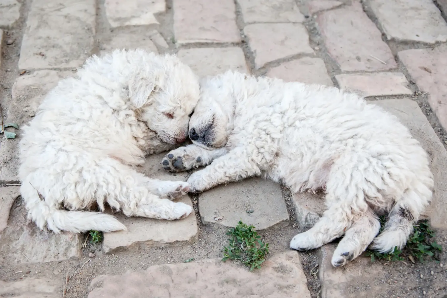 Acheter un chiot puli, c'est prendre ses responsabilités ! Acheter des chiots Puli.