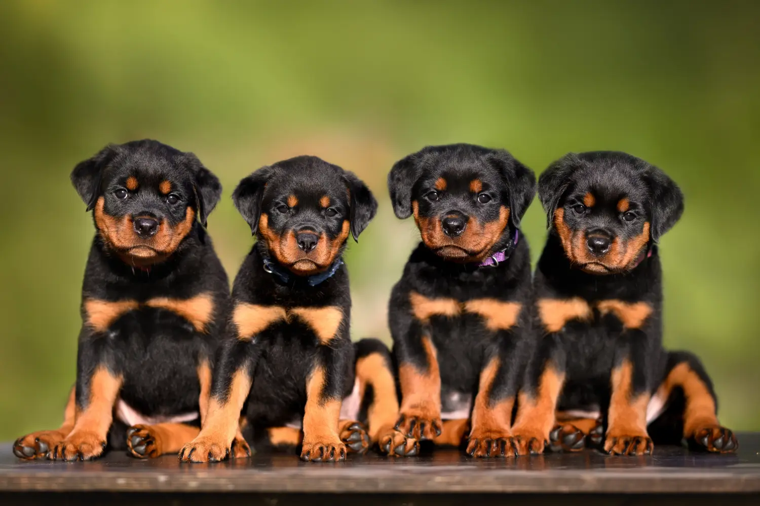 Acheter un chiot Rottweiler, c'est prendre ses responsabilités ! Acheter des chiots Rottweiler.