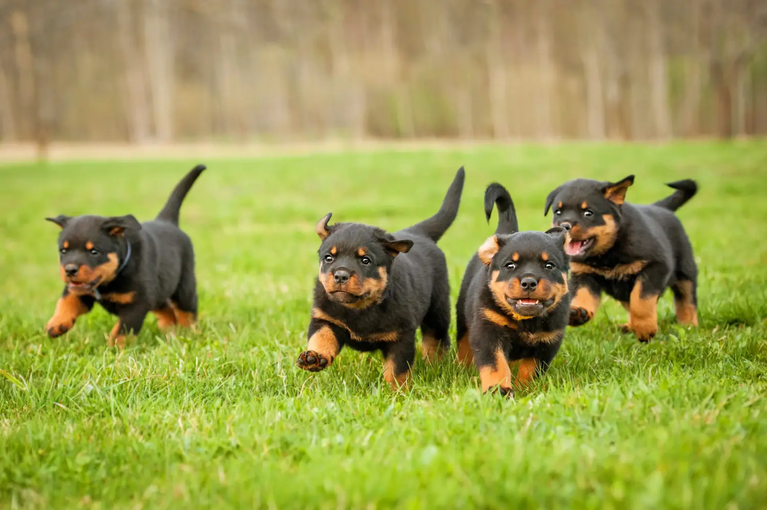 Acheter un chiot Rottweiler, c'est prendre ses responsabilités ! Acheter des chiots Rottweiler.