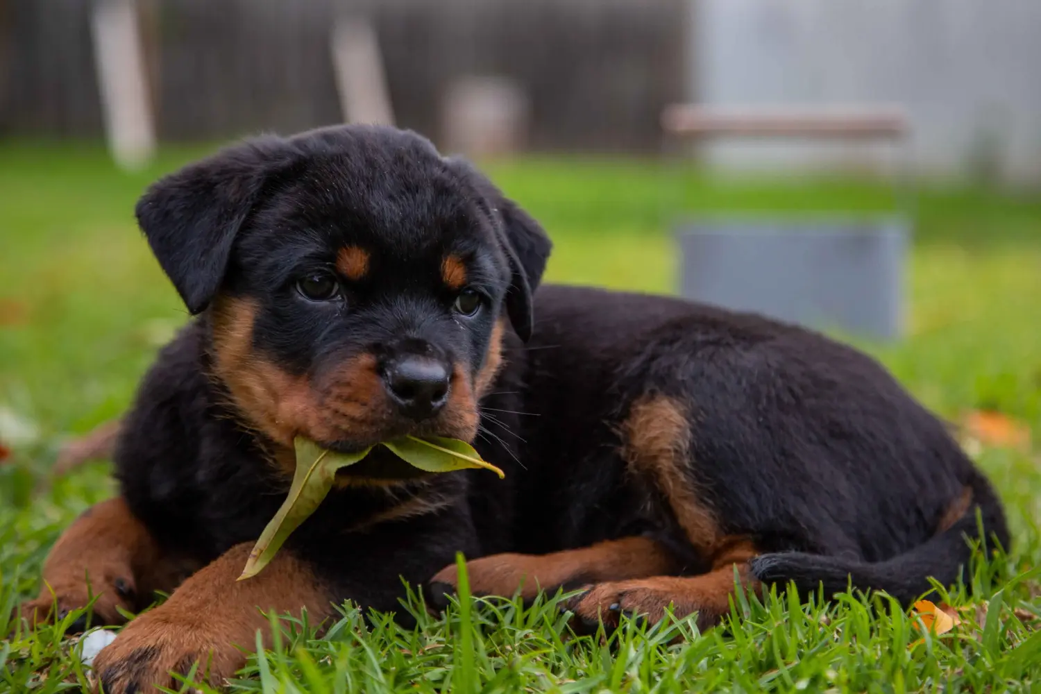 Acheter un chiot Rottweiler, c'est prendre ses responsabilités ! Acheter des chiots Rottweiler.