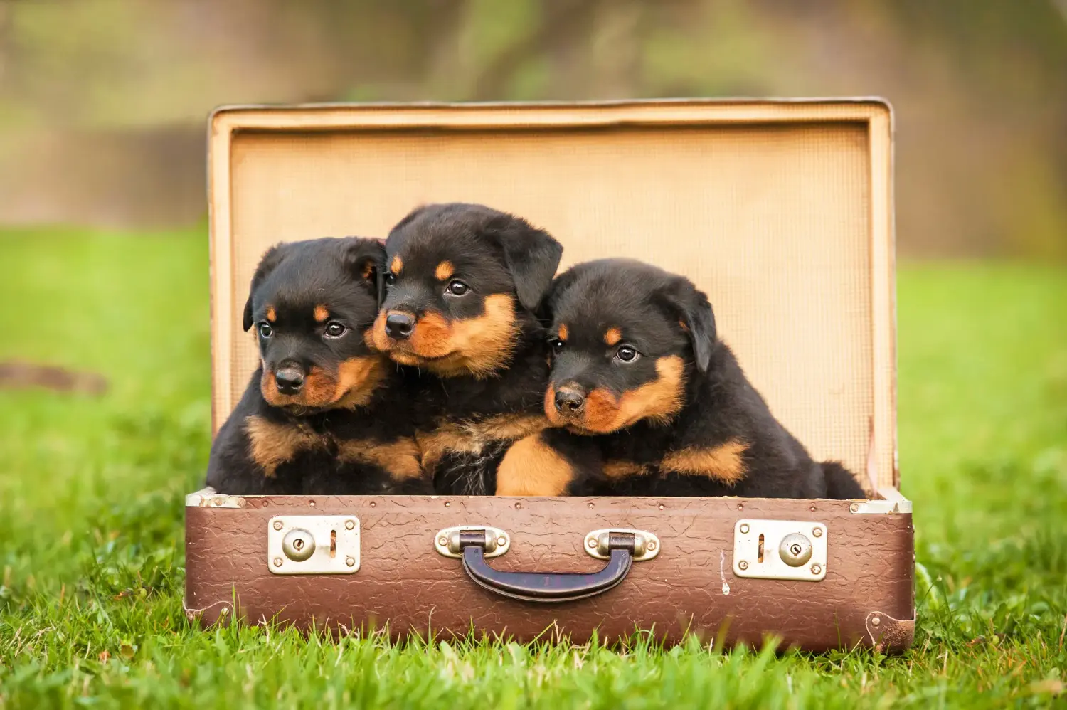 Acheter un chiot Rottweiler, c'est prendre ses responsabilités ! Acheter des chiots Rottweiler.