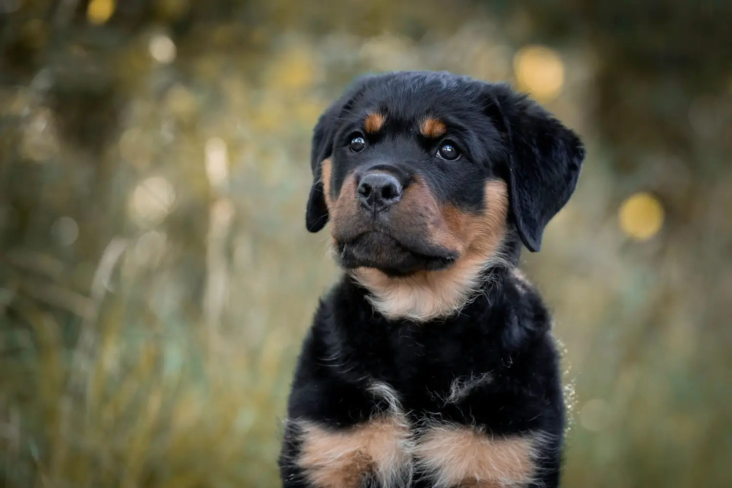 Acheter un chiot Rottweiler, c'est prendre ses responsabilités ! Acheter des chiots Rottweiler.