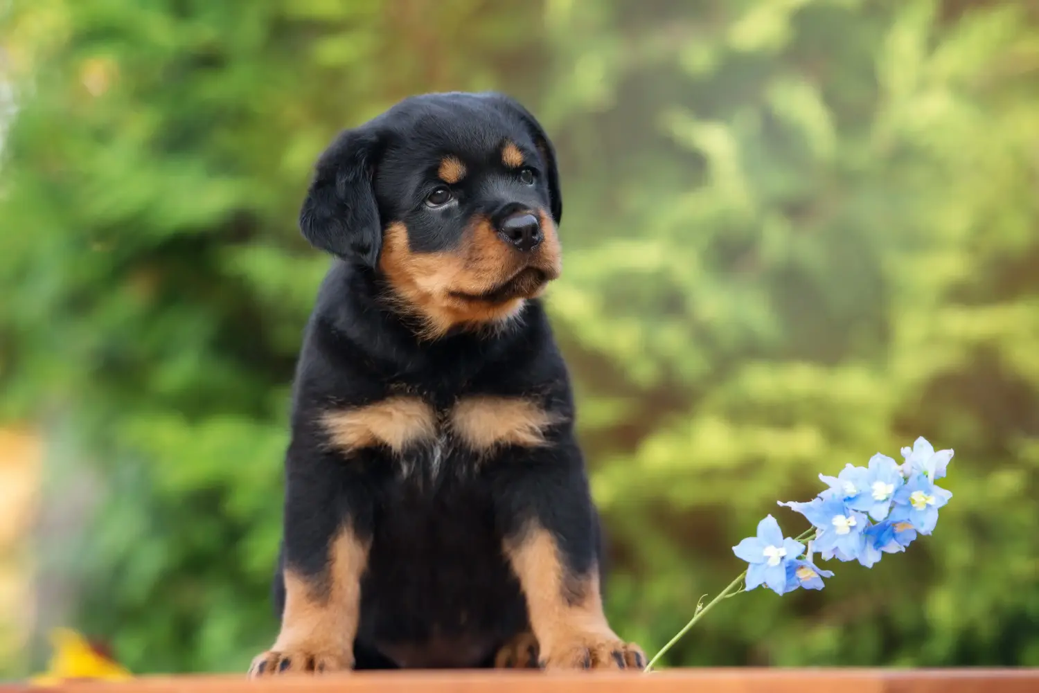 Acheter un chiot Rottweiler, c'est prendre ses responsabilités ! Acheter des chiots Rottweiler.