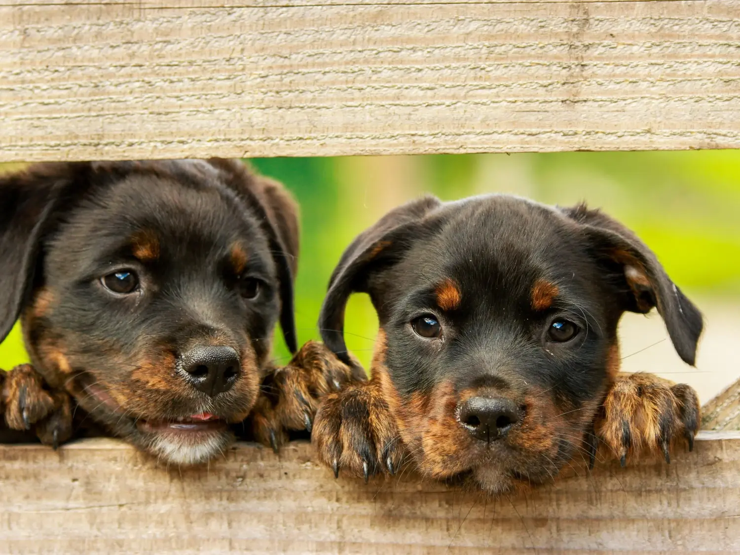 Acheter un chiot Rottweiler, c'est prendre ses responsabilités ! Acheter des chiots Rottweiler.
