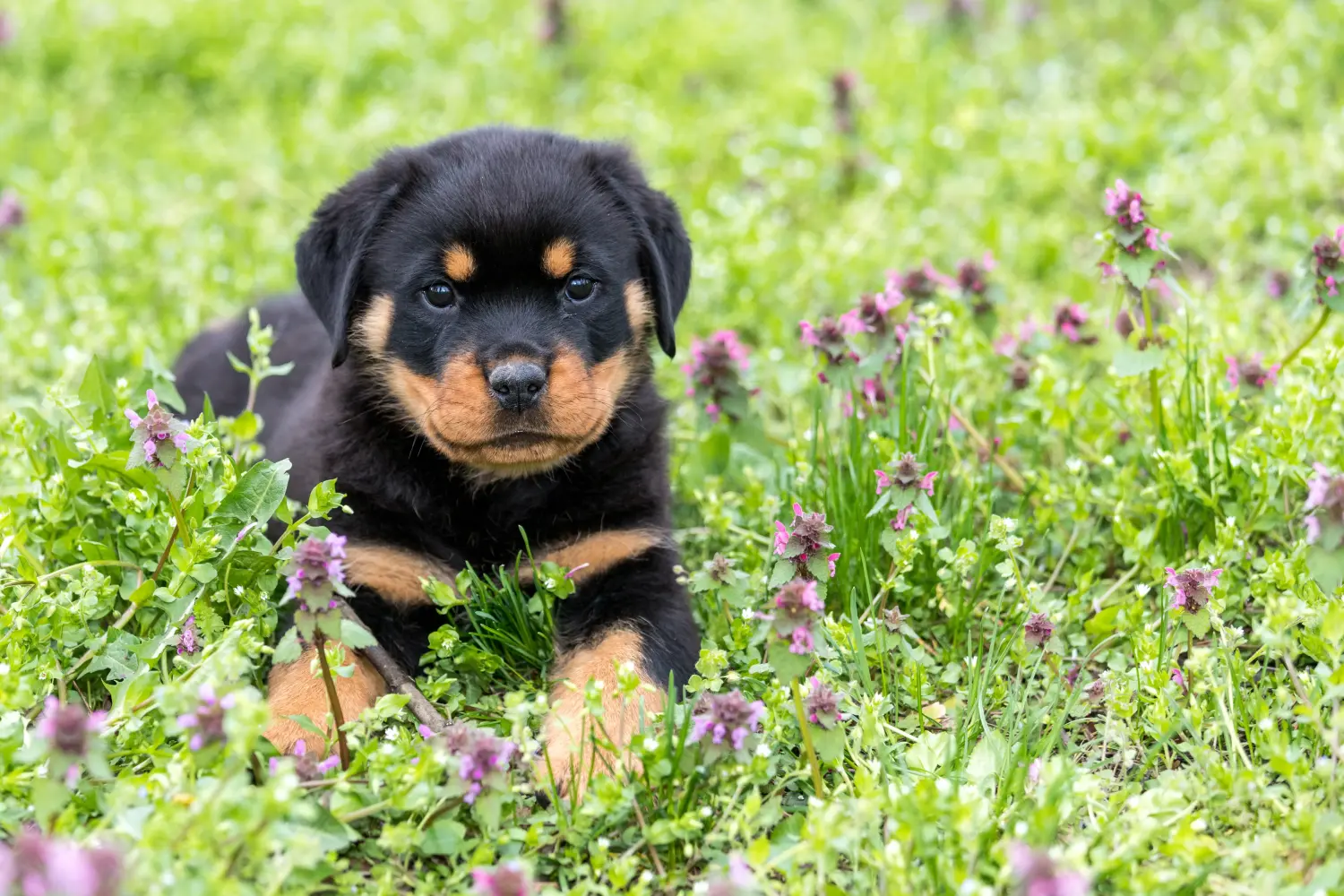 Acheter un chiot Rottweiler, c'est prendre ses responsabilités ! Acheter des chiots Rottweiler.