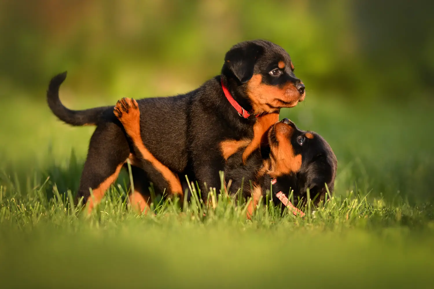 Acheter un chiot Rottweiler, c'est prendre ses responsabilités ! Acheter des chiots Rottweiler.