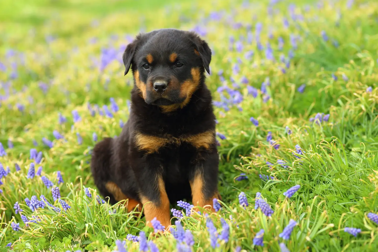 Acheter un chiot Rottweiler, c'est prendre ses responsabilités ! Acheter des chiots Rottweiler.