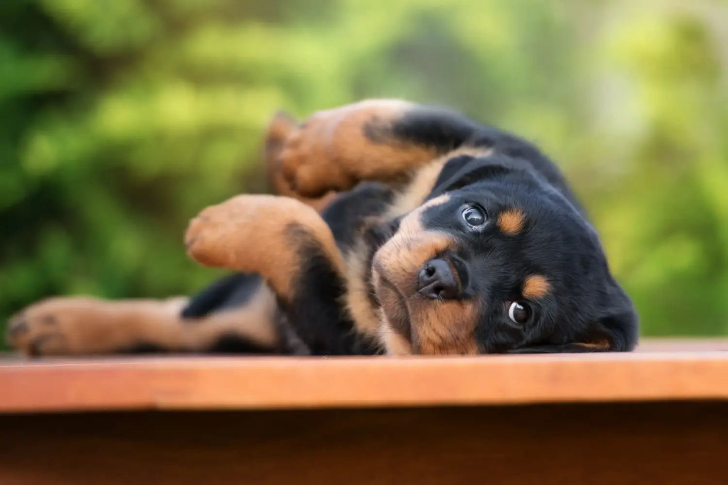 Acheter un chiot Rottweiler, c'est prendre ses responsabilités ! Acheter des chiots Rottweiler.