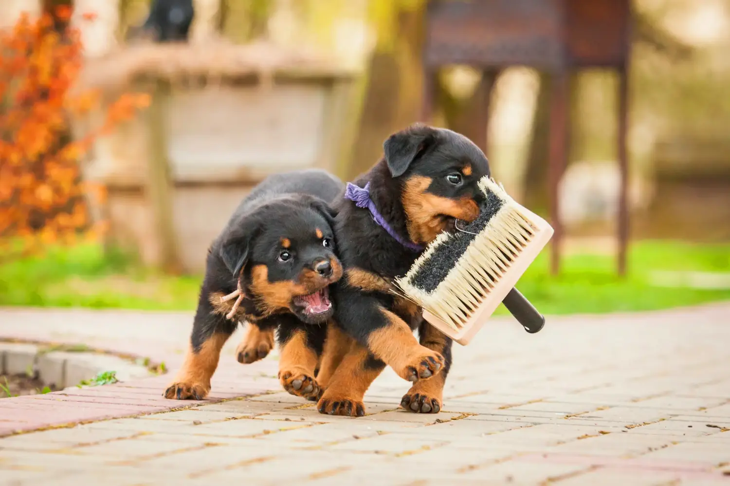 Acheter un chiot Rottweiler, c'est prendre ses responsabilités ! Acheter des chiots Rottweiler.