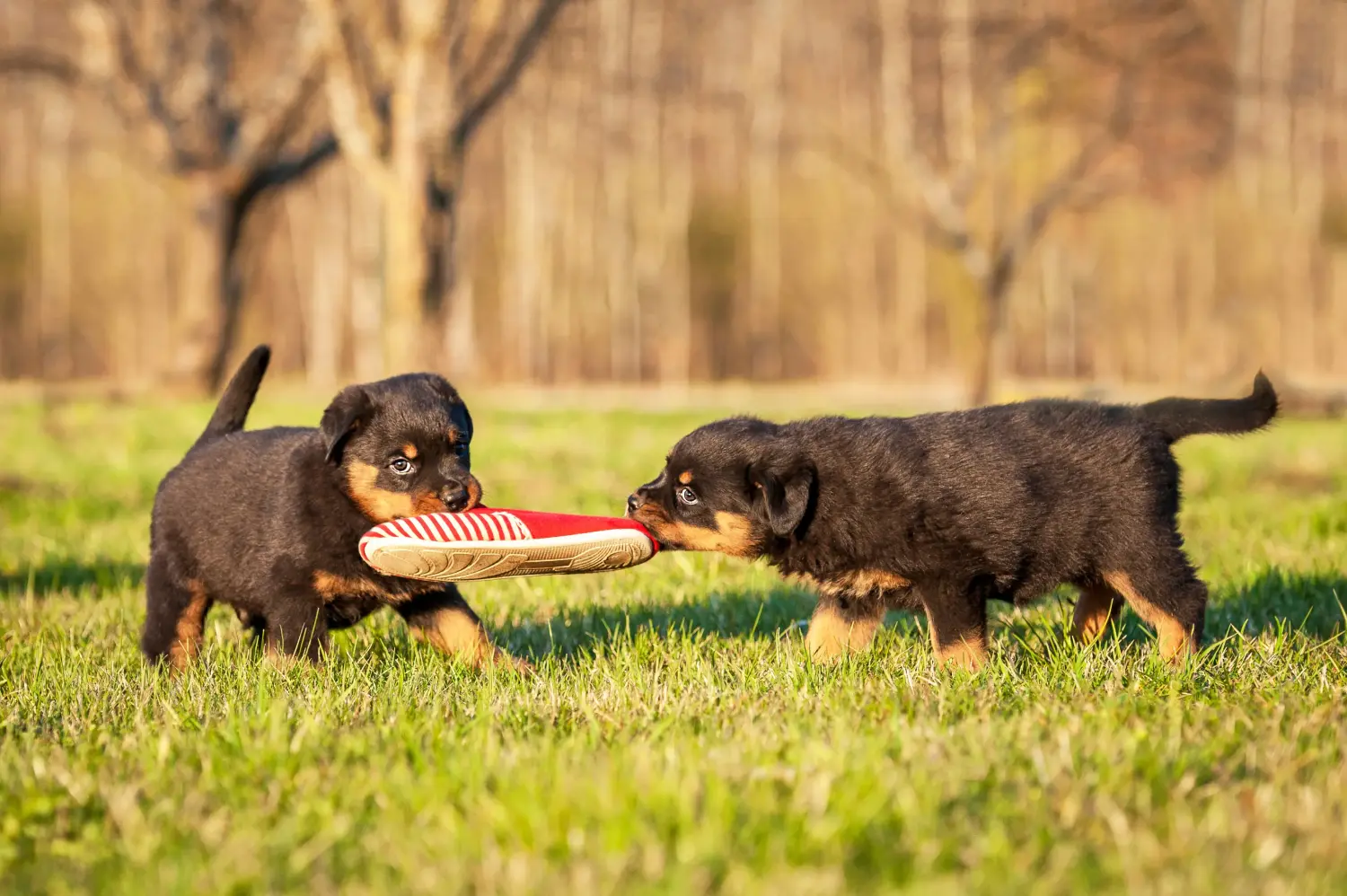 Acheter un chiot Rottweiler, c'est prendre ses responsabilités ! Acheter des chiots Rottweiler.