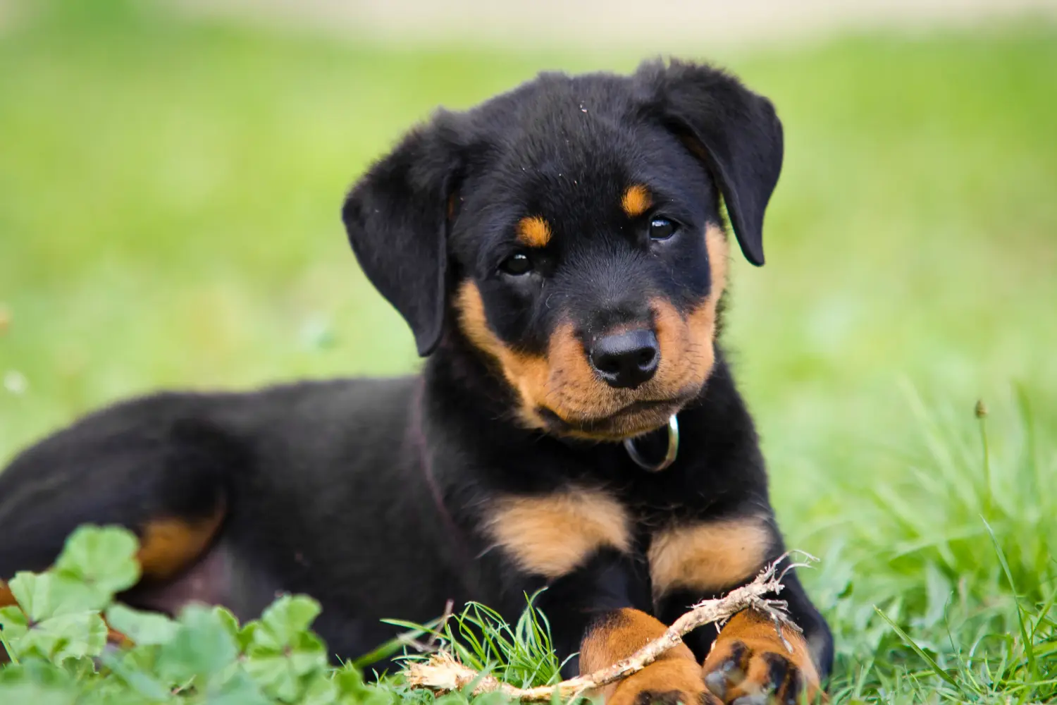 Acheter un chiot Rottweiler, c'est prendre ses responsabilités ! Acheter des chiots Rottweiler.