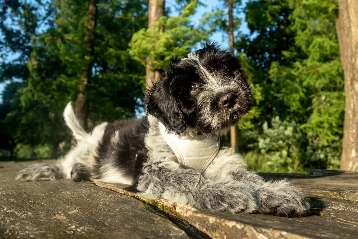 Acheter un chiot Schapendoes, c'est prendre ses responsabilités ! Acheter des chiots Schapendoes.